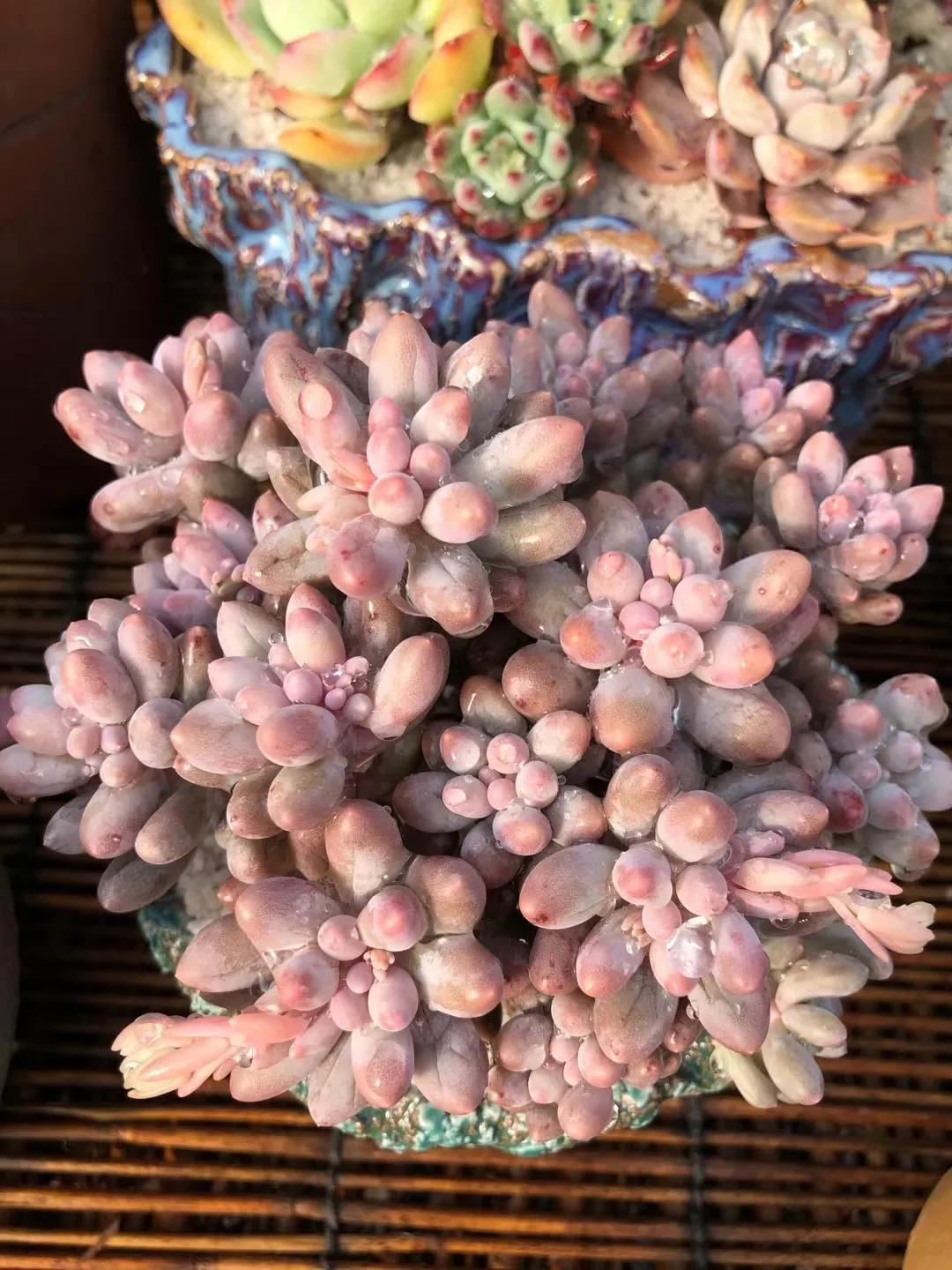 你的多肉那么多怎么养的,你的多肉植物养几年了