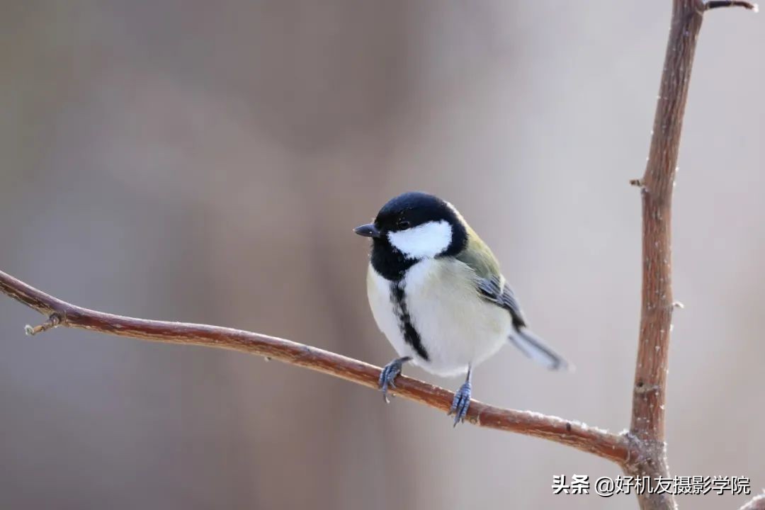 索尼全画幅适马和腾龙怎么选,腾龙和适马镜头哪个适合索尼微单