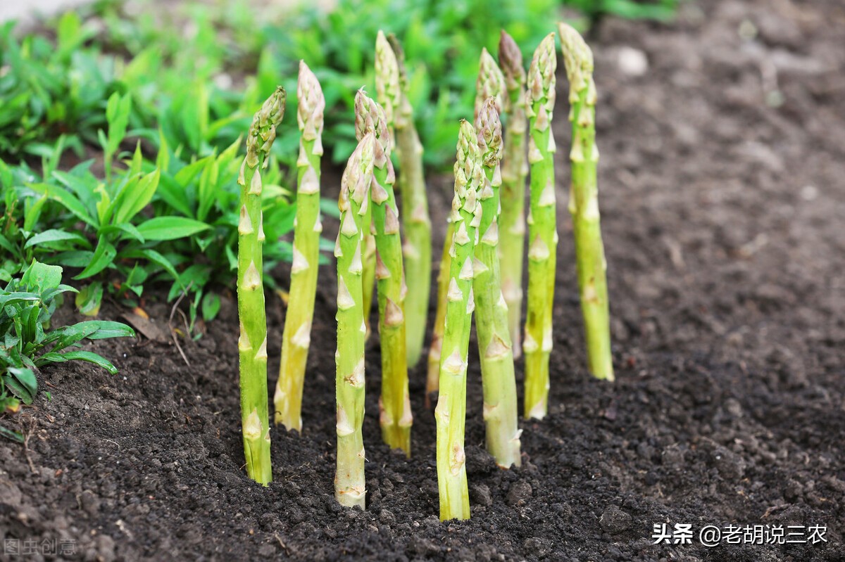 芦笋见大蒜,迟早必落难,芦笋见香菜,神气又豪迈。是啥意思?