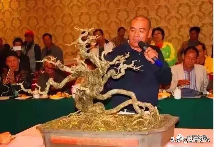 最简单的金奖盆景,金奖榆树盆景制作