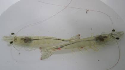 对虾养殖可靠么,对虾养殖知识大全