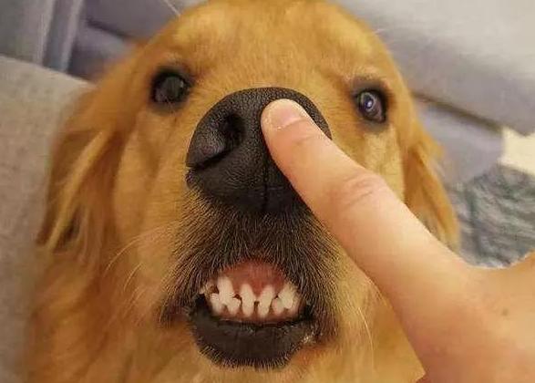 可爱到“上头”的7种狗狗，特别受欢迎