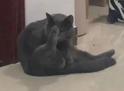 猫是只好猫，但被网友这么一弄…哈哈哈哈哈没脸见人了