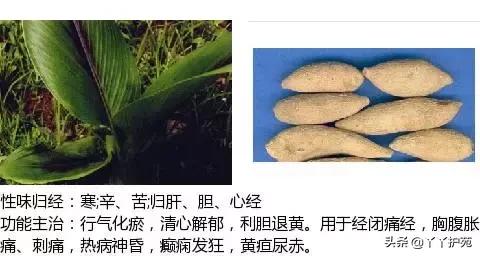 农村身边的中草药主治与功效,中草药全图谱与功效