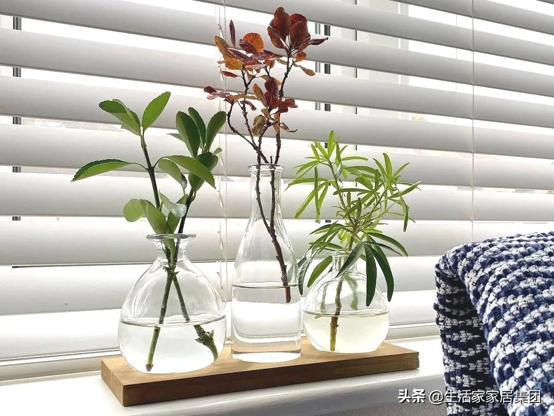 装修极简主义的室内植物搭配,家居植物现代风推荐