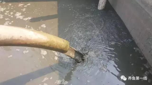 池塘水体净化,池塘净化鱼类