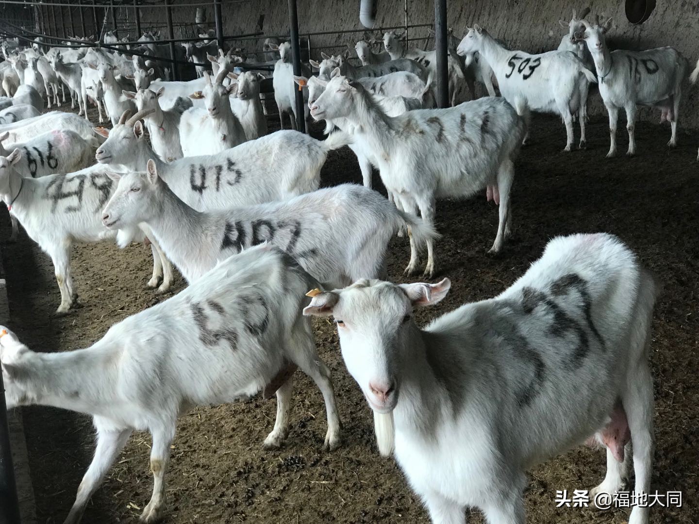 经济视点|“南羊北调”四年,从零到全国第一!“大同”成功的背后……