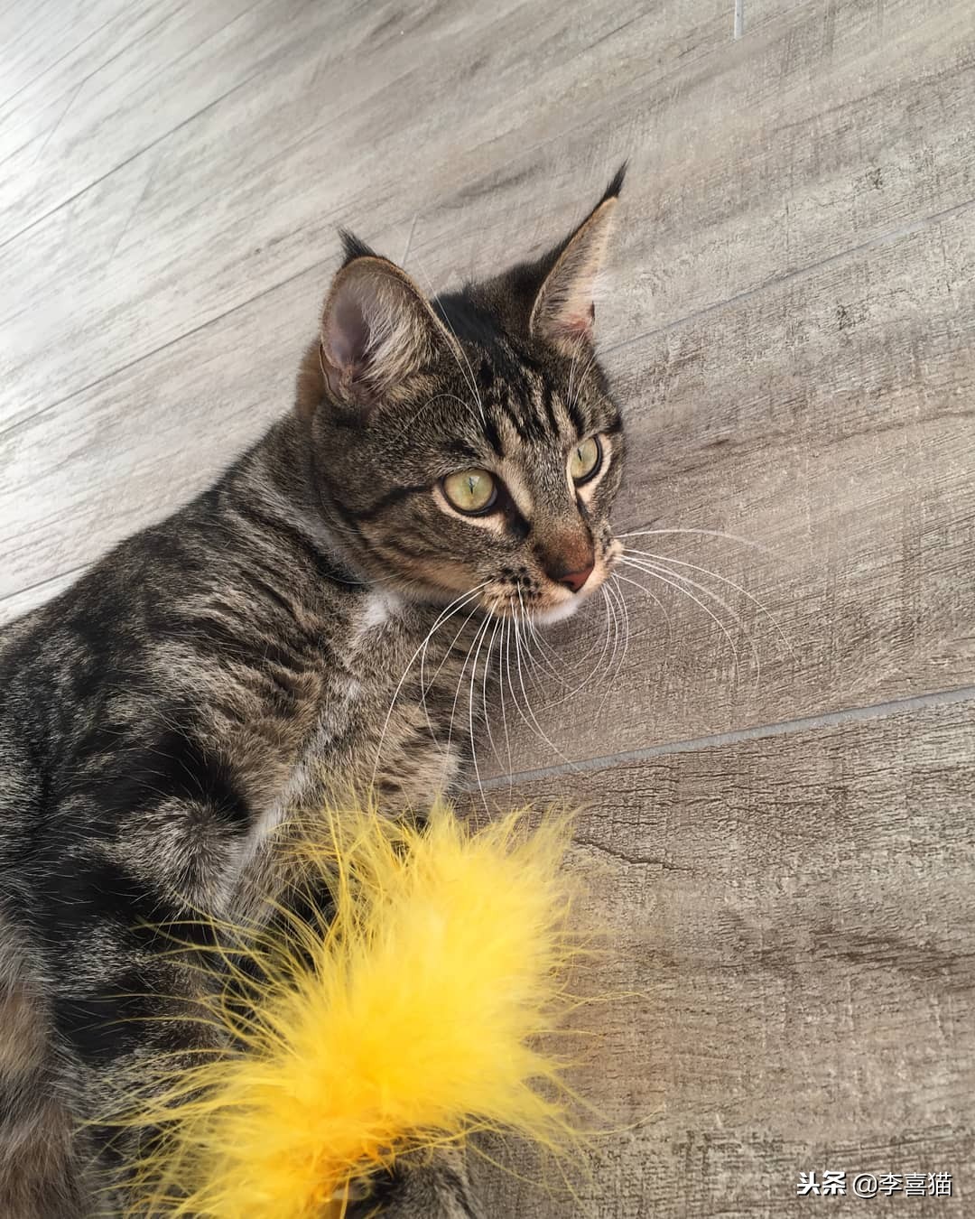 没绝育的公猫想要带回老家,没绝育的公猫很瘦