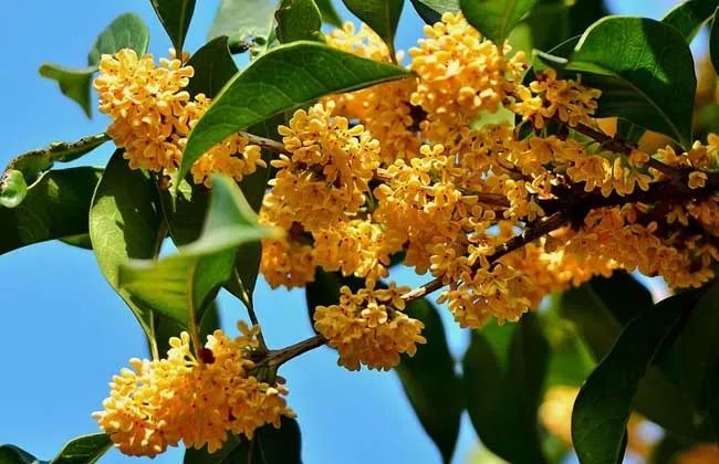 桂花香膏,桂花香歌曲原唱