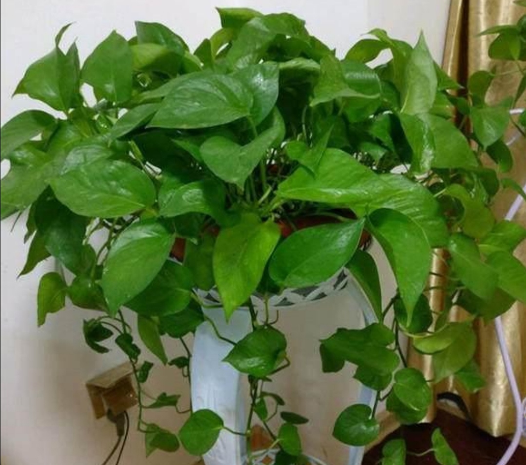 绿萝枝叶茂盛可以修剪吗,怎样养绿萝才能枝叶茂盛