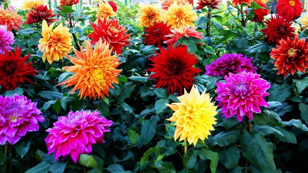 养护大丽花的技巧,小型大丽花怎么养