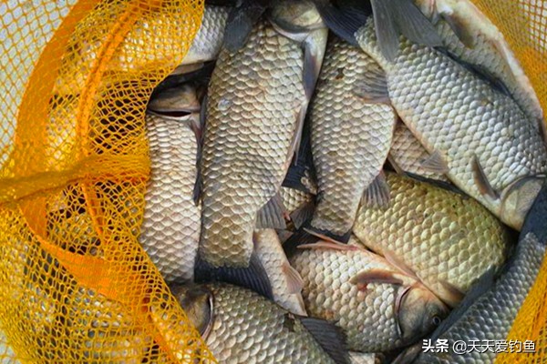秋钓大鲫鱼怎么避免白条闹,野钓大板鲫怎么避免小鱼闹窝