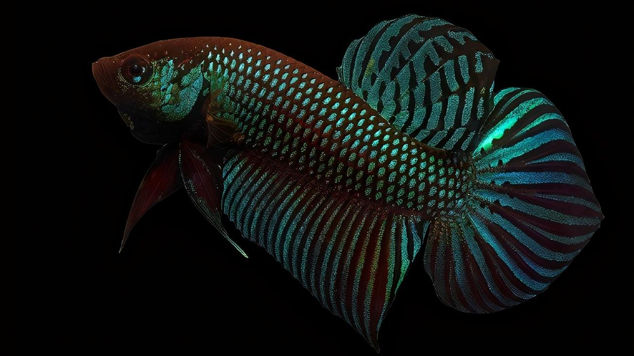 全部泰国斗鱼,泰国斗鱼品种图鉴大全