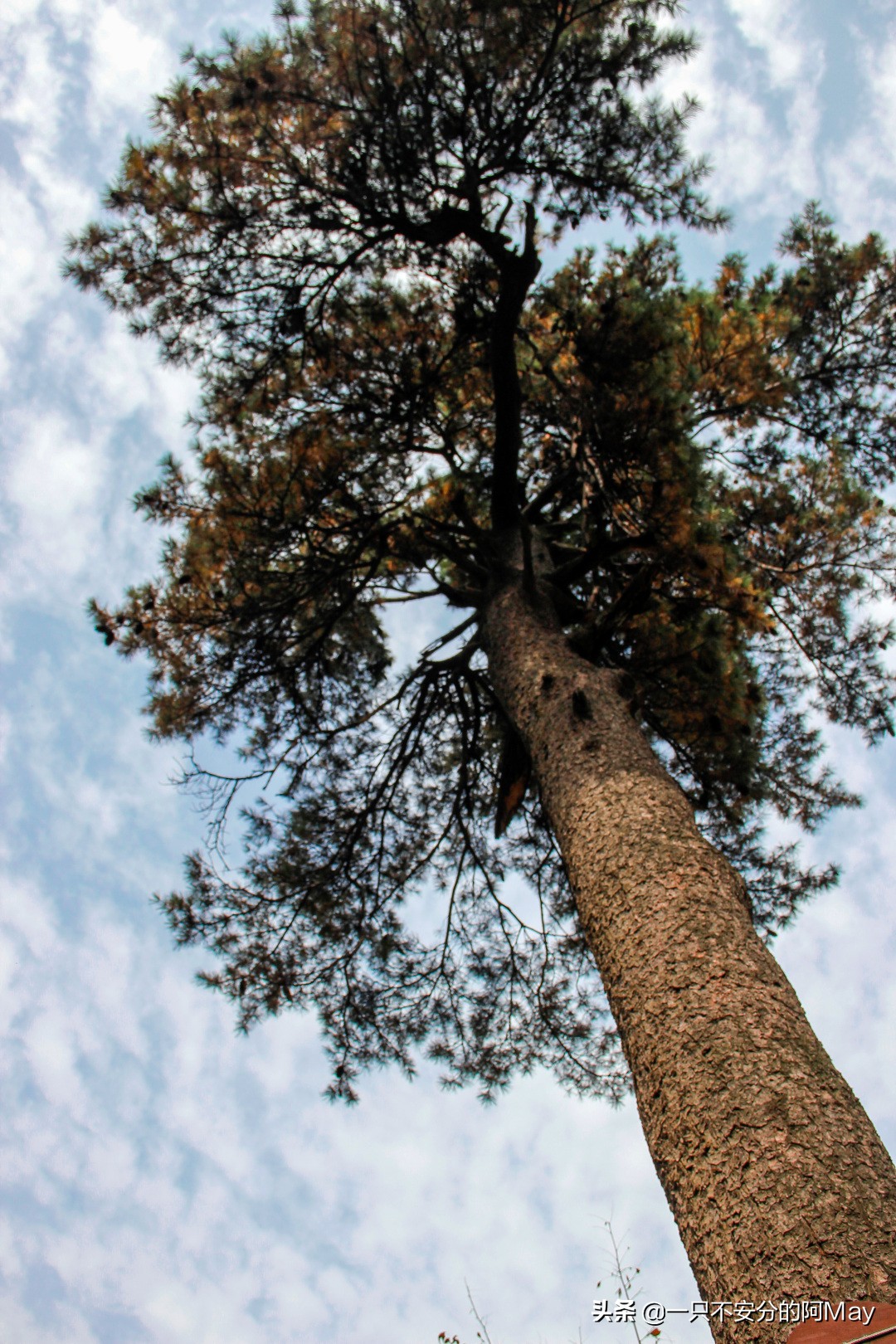 为什么爬华山都是夜爬,华山自古一条道很有必要爬吗