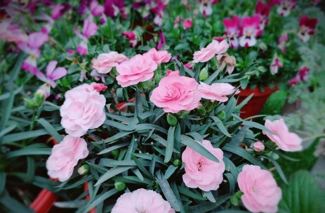 养花，关于“花肥”的科普来了，从此不再为养花施肥犯愁了