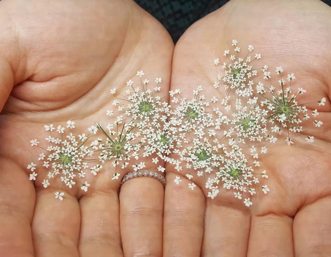 可以在室内燃放的烟花爆竹,植物烟花可以放室内吗