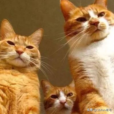 胖橘猫和黑猫,橘猫黑猫白猫哪个最可爱