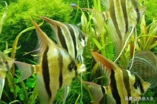 适合裸缸养的中小型热带观赏鱼,水草缸小型热带鱼