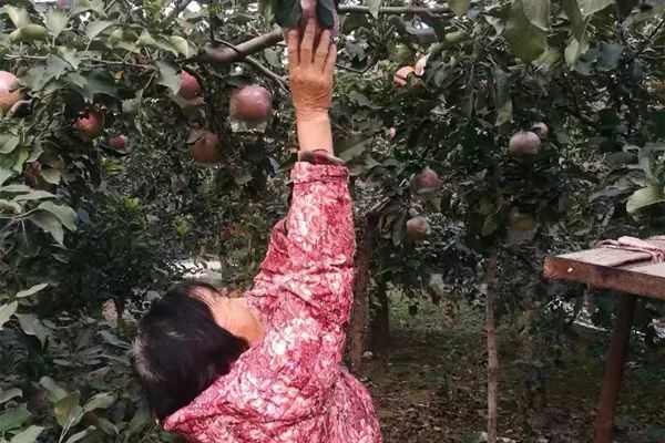 一乡一品助力乡村振兴,一乡一品振兴路