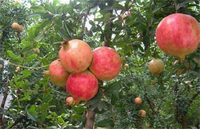 花石榴树的繁殖方法,石榴树压条繁殖时间