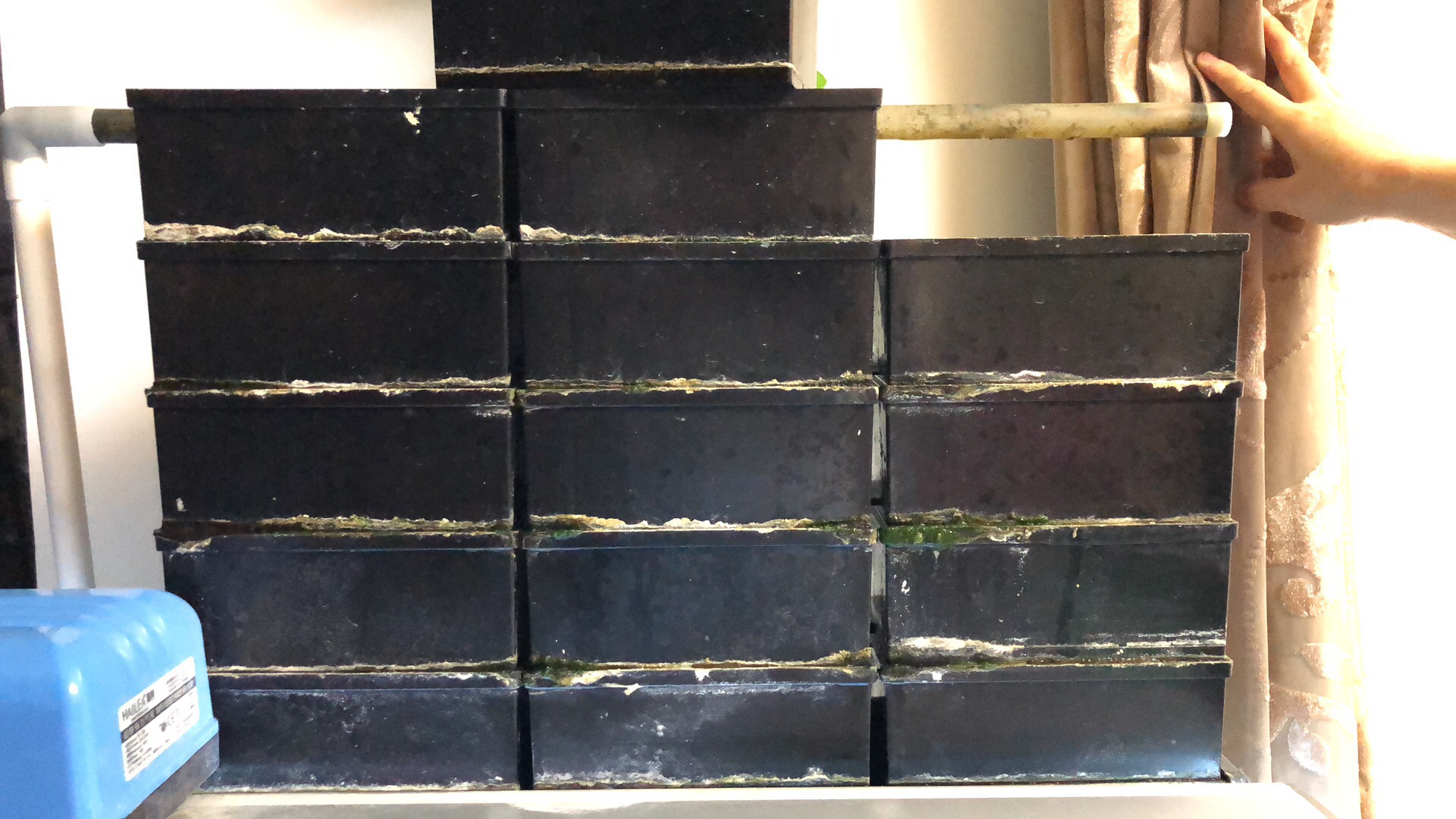 春暖花开疫情马上过去,金鱼的饲养方法及注意事项