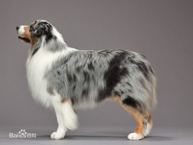 小型犬品种大全及图片柯基犬,不掉毛无体味性格温顺的小型犬