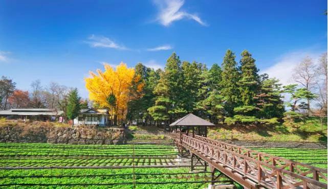 菜吧农场年收入,日本最成功的主题农场