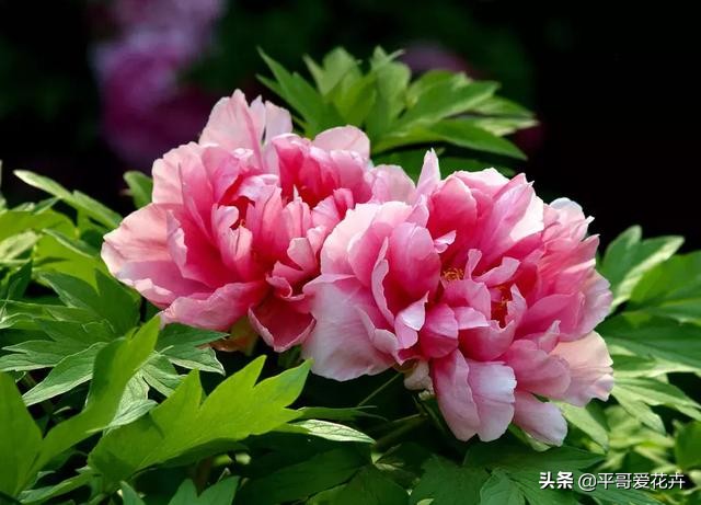 牡丹叶子萎蔫干枯怎么办,春季牡丹芽头萎蔫干枯怎么办