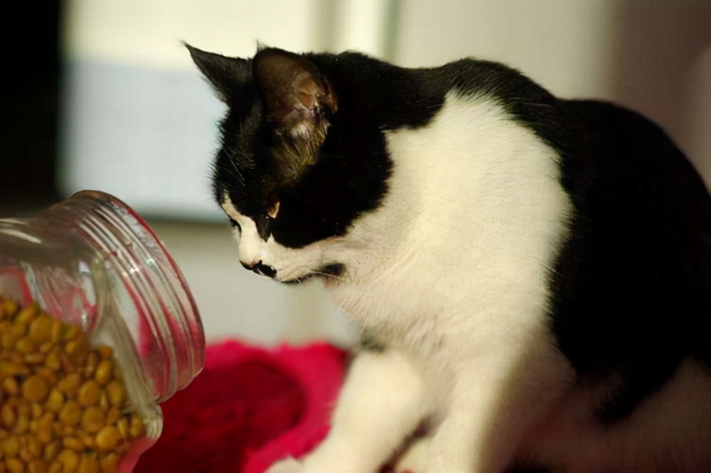 养猫经验猫咪夏天呕吐怎么办,养猫经验猫咪呕吐拉稀精神不好