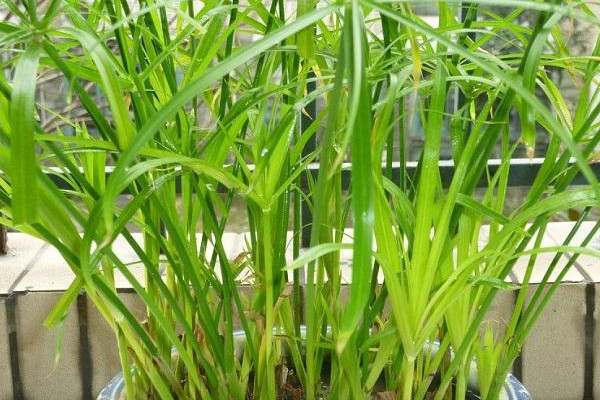 水竹叶子尖黄咋回事,水竹叶子又小还发白怎么办