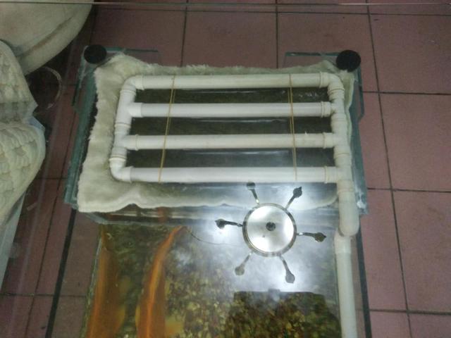 鱼缸一天添加多少次硝化细菌,鱼缸中加入硝化细菌有必要吗