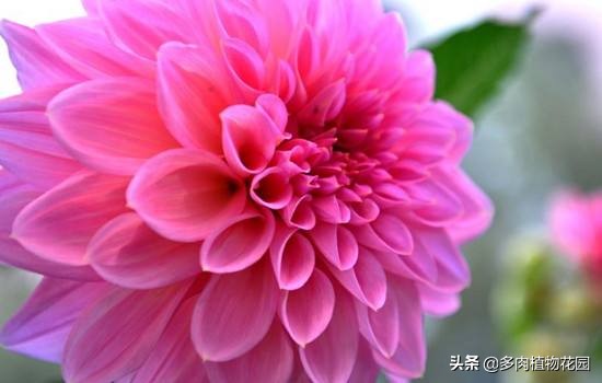 记住“四喜四怕”,养好大丽花