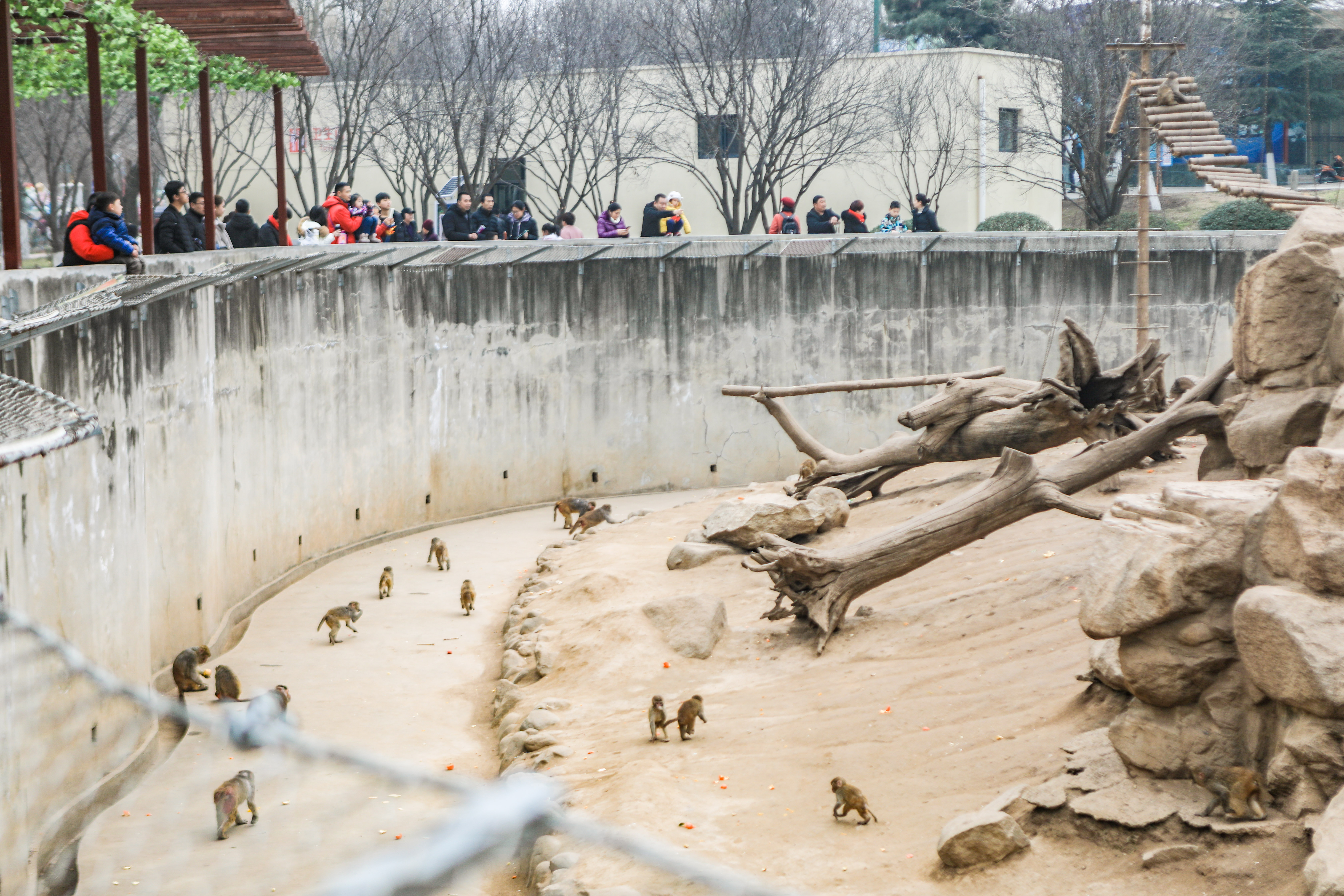 这是西北首个野生动物园，实测喂老虎是一种怎样感受！刺激