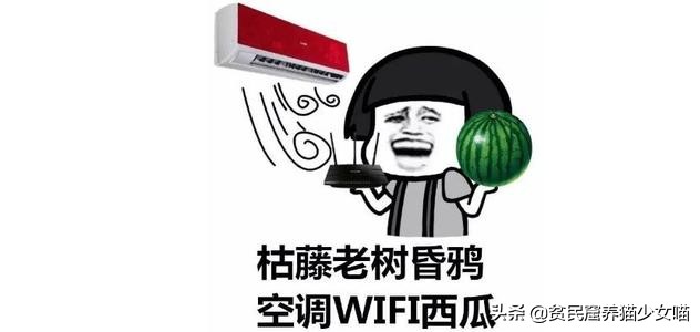 想在宿舍养一只活物,宿舍适合养什么猫