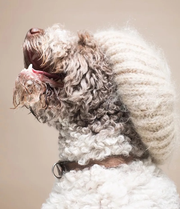 最惹人讨厌的狗狗品种,有哪些奇怪的狗狗品种