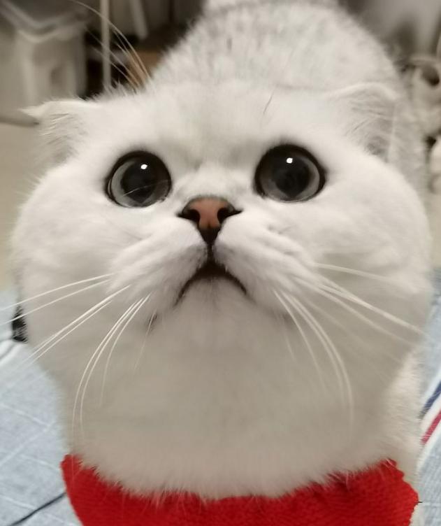 五千块钱买猫,五千块的猫咪