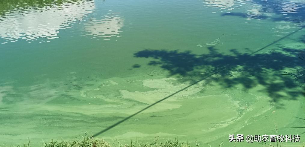 污水池长绿藻怎么办,污水处理池长青苔怎么处理