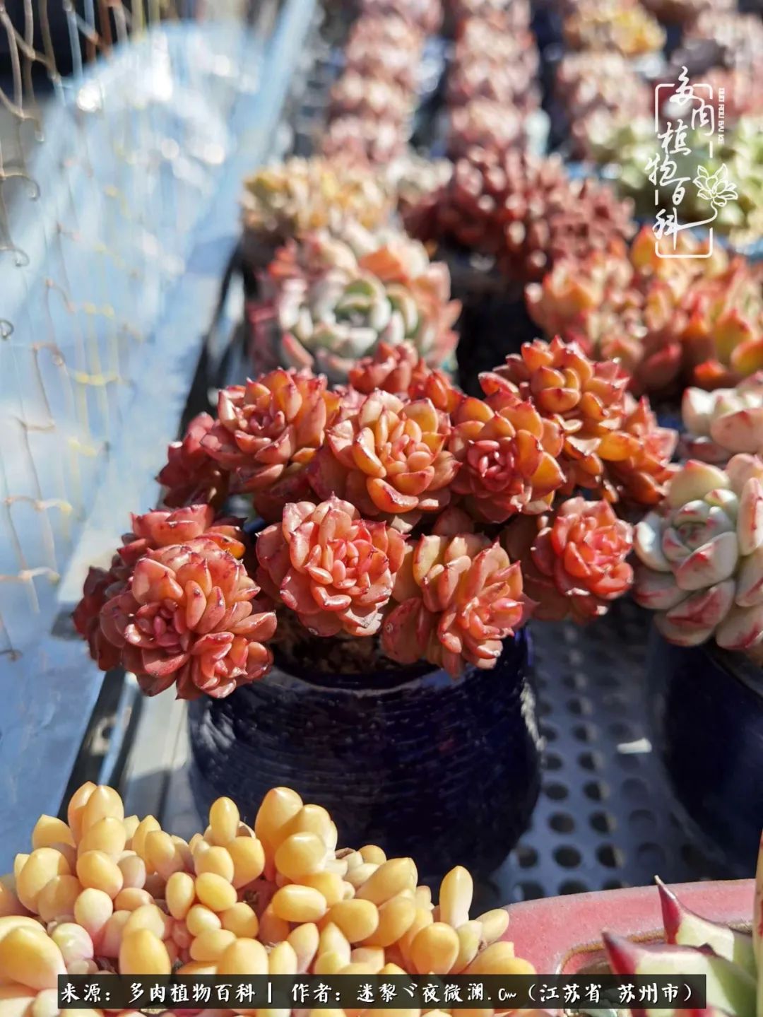 围观多肉版武林大会，一起穿越吧,下