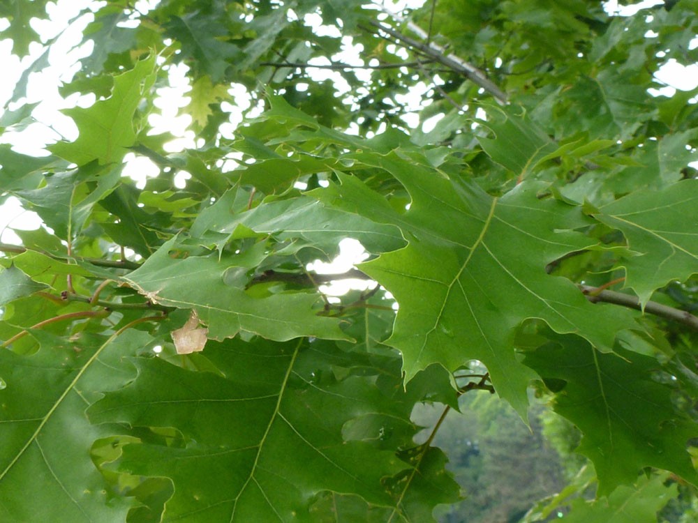 这5种植物的叶子到了秋天会变红色,适合种院子,有些能养成盆景