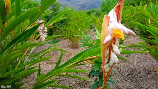 砂仁种植技术和方法,怎样使砂仁高产