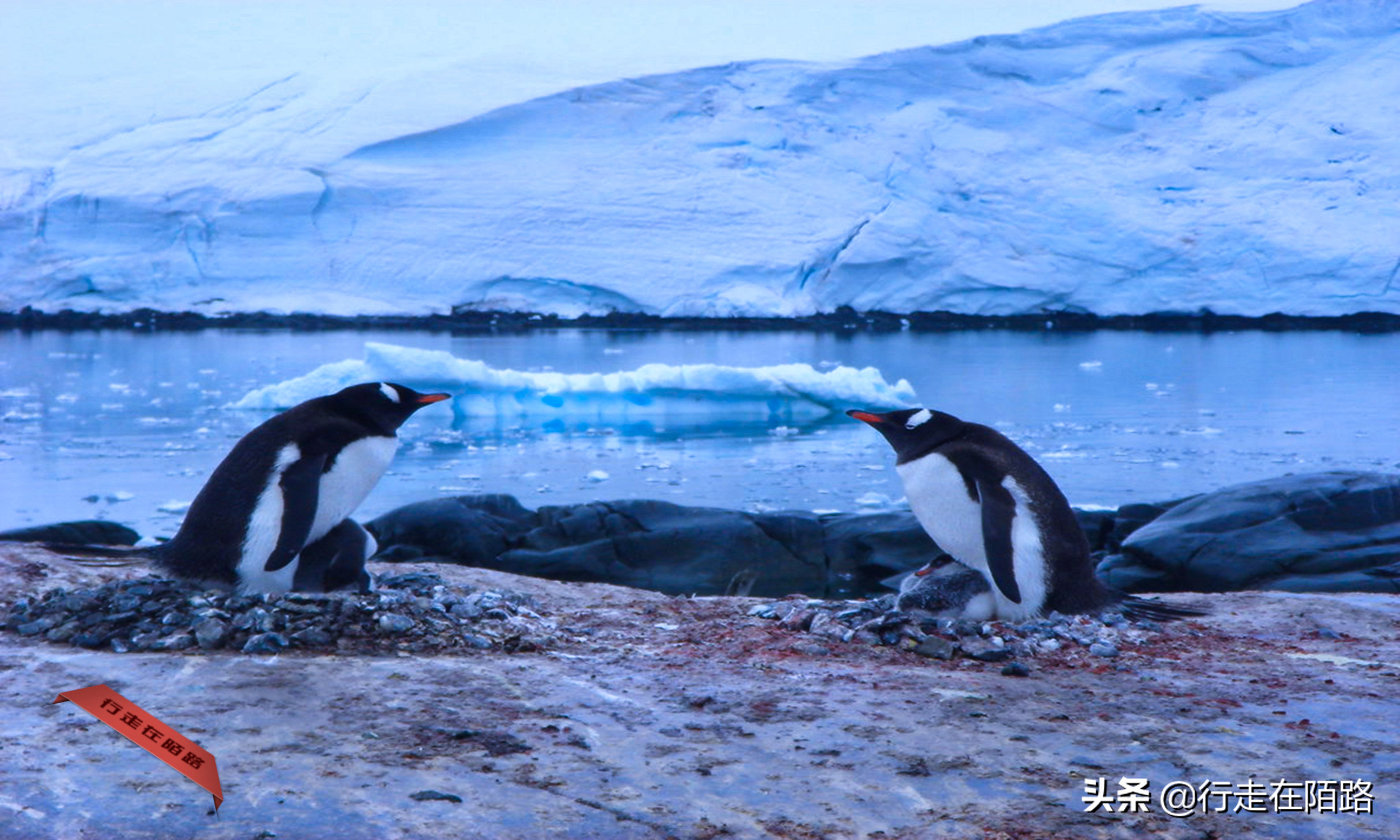铲屎官的工资,铲屎官工资一天多少钱