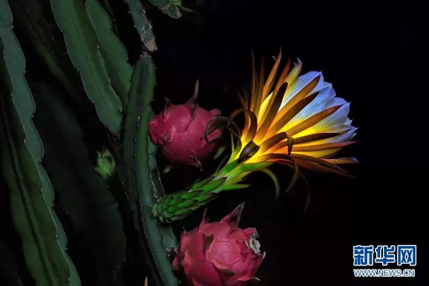 又甜又香的火龙果,夏天火龙果这样吃太凉爽了