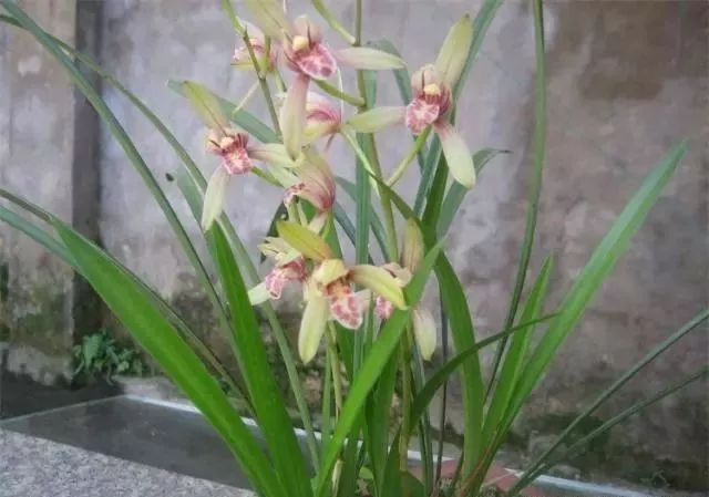 仅用树皮养兰花的方法,树皮养兰花什么样的树皮最好看