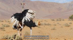 9.9恋爱游戏,9.9分恋爱番