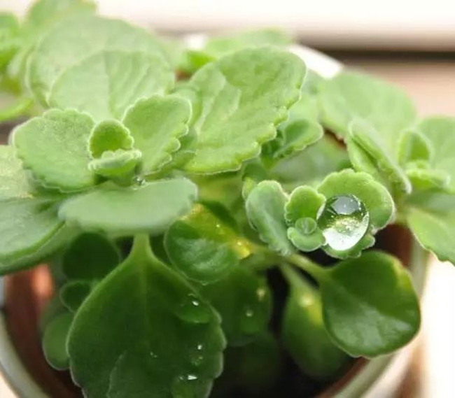 多肉可以吃到什么程度,所有的多肉能吃吗