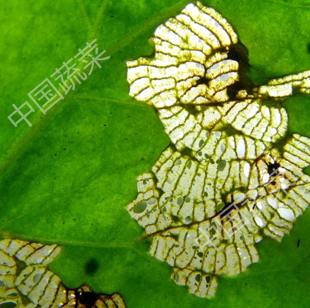 马铃薯瓢虫特点,马铃薯瓢虫吃土豆吗