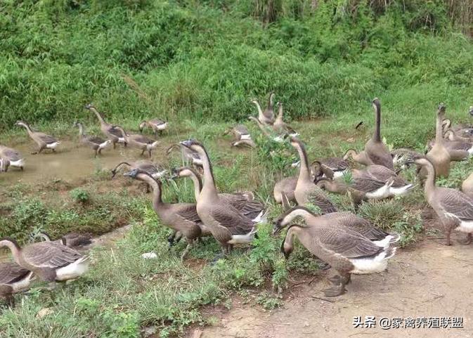 今天鹅价怎么样,今天鹅的市价