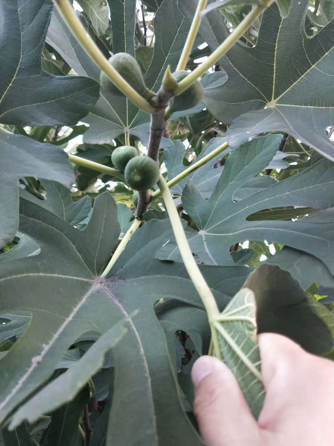 无花果是有核水果吗,无花果是无糖水果吗