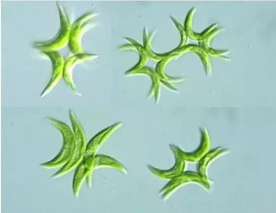 水产养殖藻类老化是怎样的,水产养殖显微镜下各种藻类