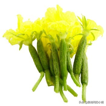 德国泡菜各种吃法,外国人吃酸黄瓜中文版